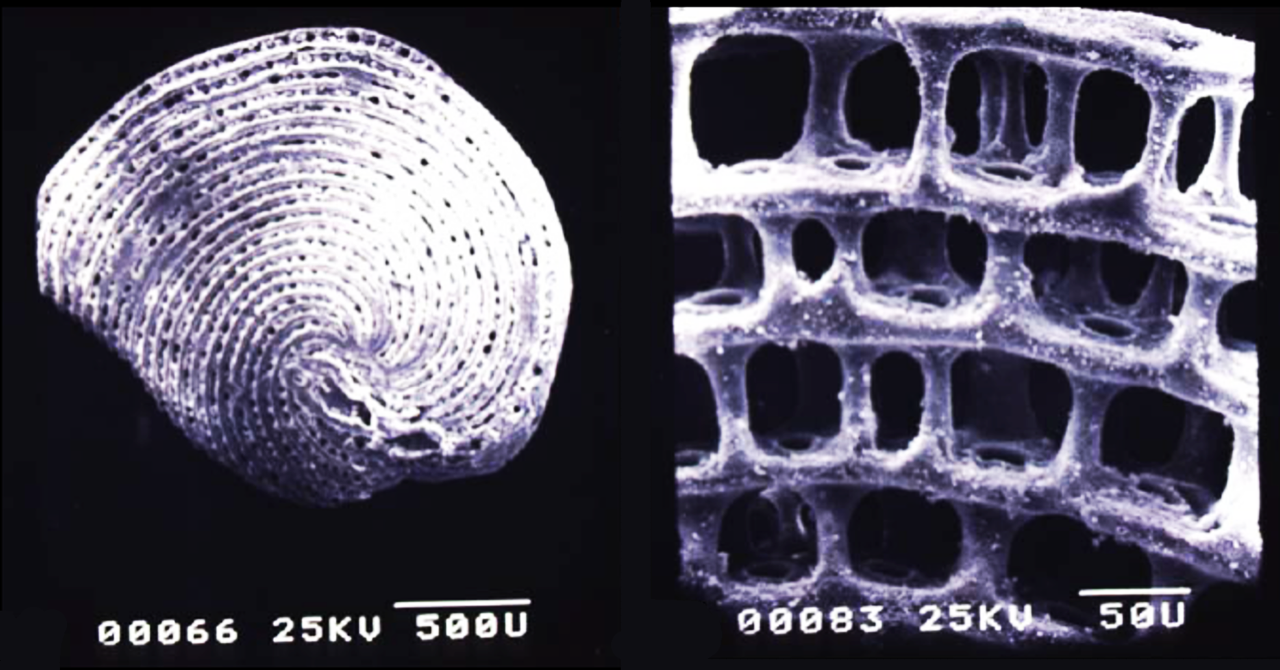 Global Agency of Geosciences Experts